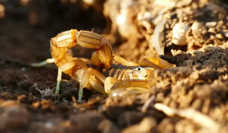 Dedetização de Escorpiões