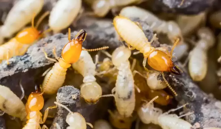 Dedetização de Cupins